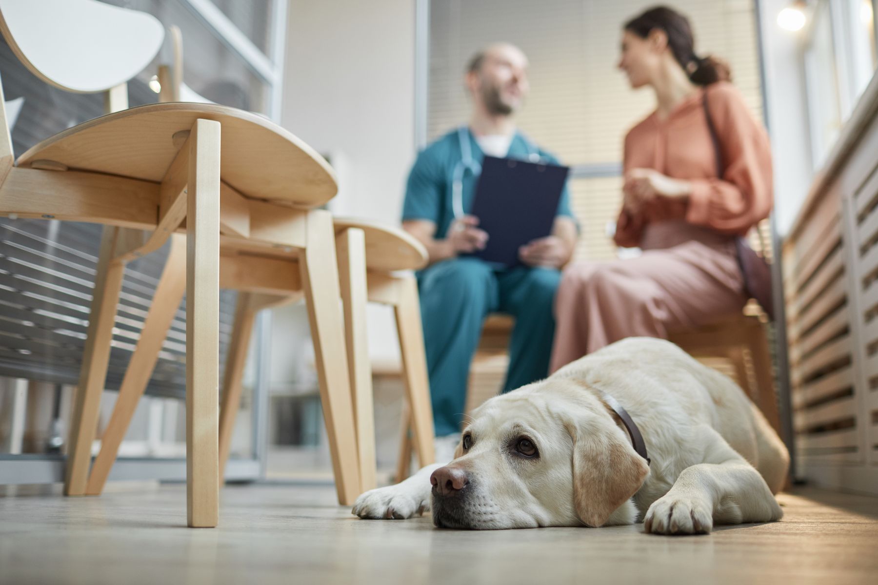 A labrador lying on the floor of a vet practice waiting room while a vet talks with the owner