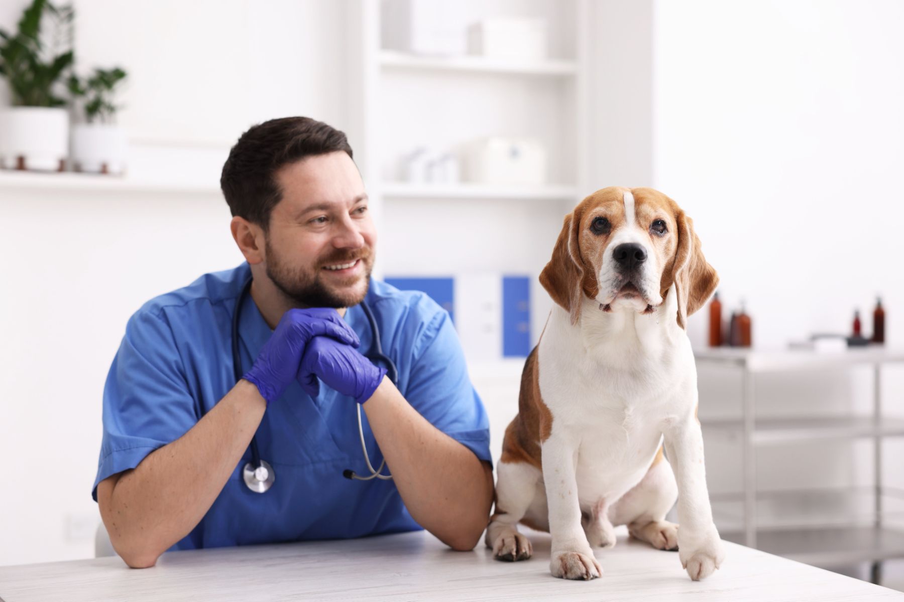 A vet in blue scrubs sitting beside a beagle on the consulting table